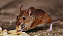 24 Hour & Emergency Exterminators in Lakota, IA